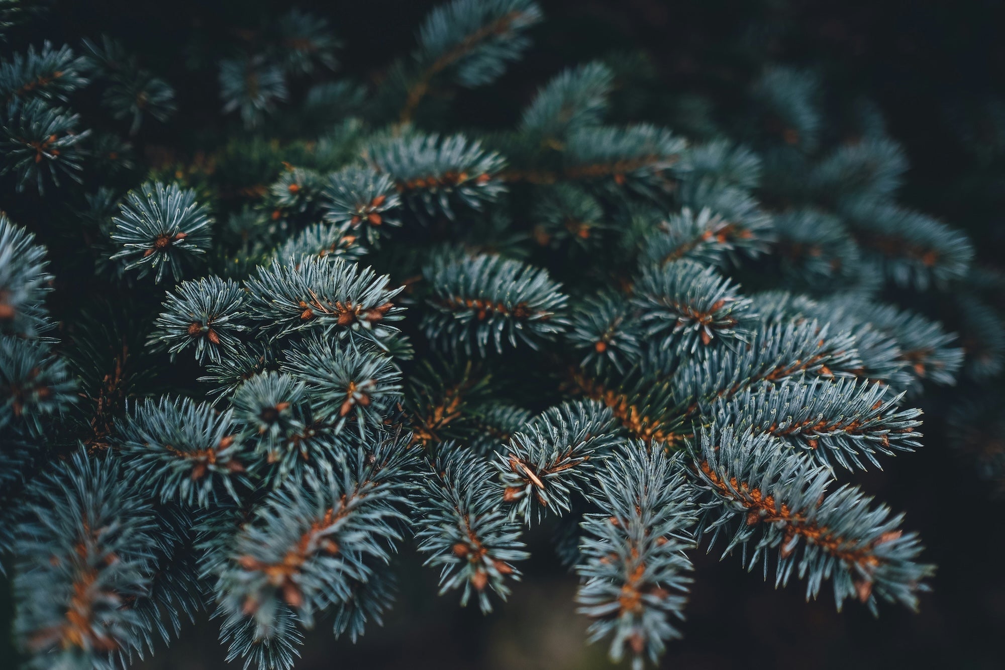 Why We Use Spruce and Pine Instead of Cedar or Thermally Modified Woods