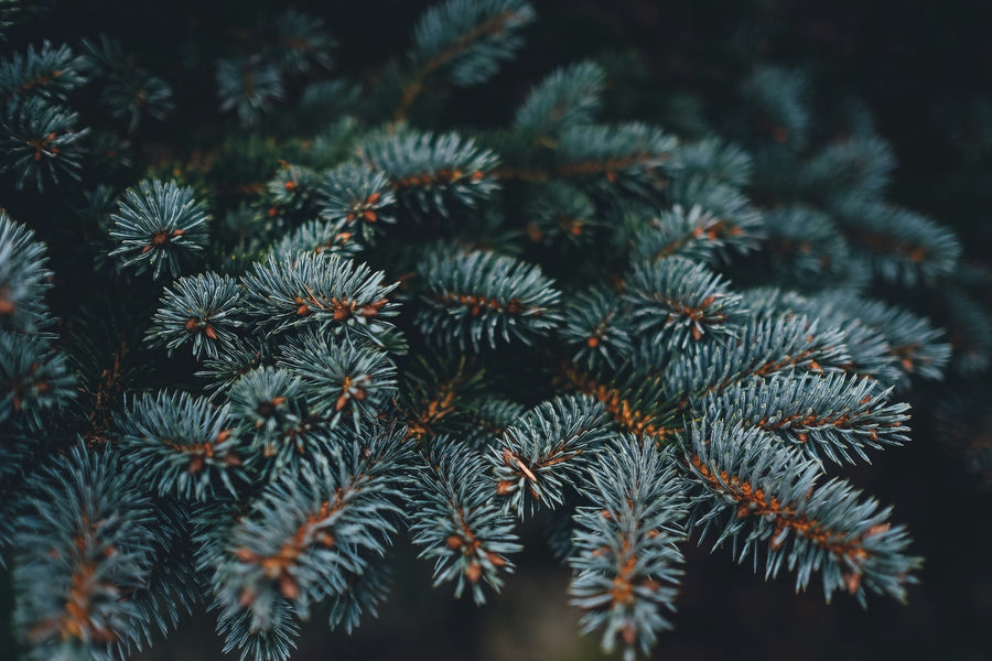 Why We Use Spruce and Pine Instead of Cedar or Thermally Modified Woods